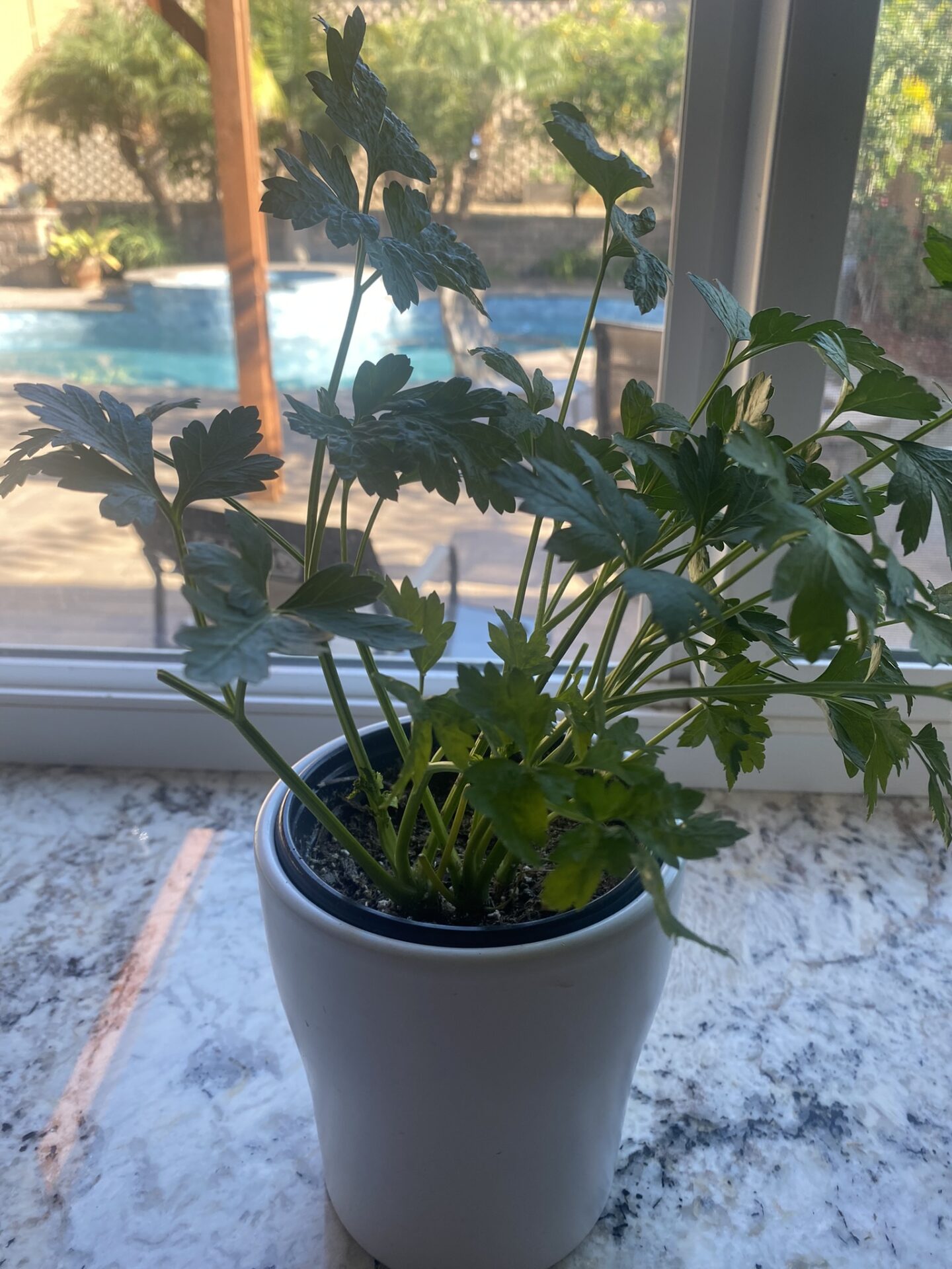 5 herbs easy to grow indoors Places and Recipes